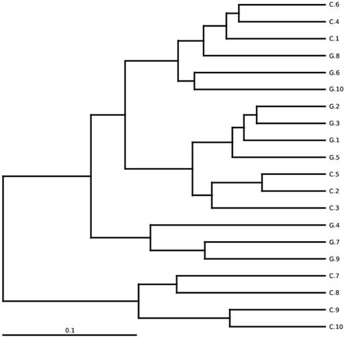 Int J Biol Sci Image