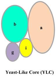 Int J Biol Sci Image