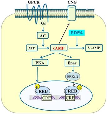 Int J Biol Sci Image