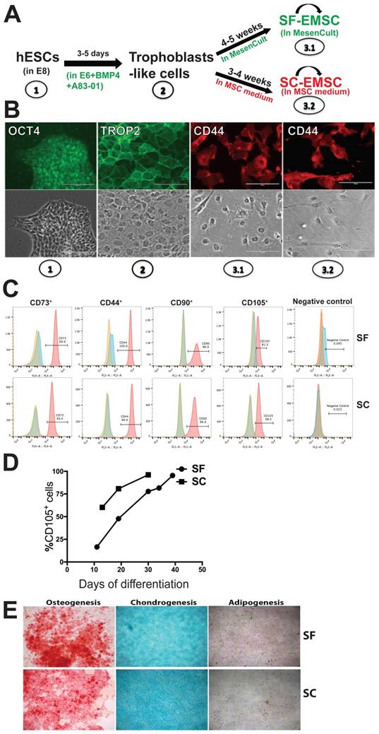 Int J Biol Sci Image