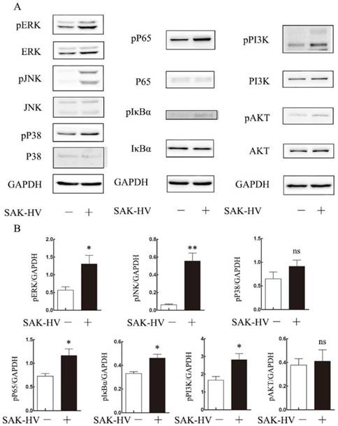 Int J Biol Sci Image