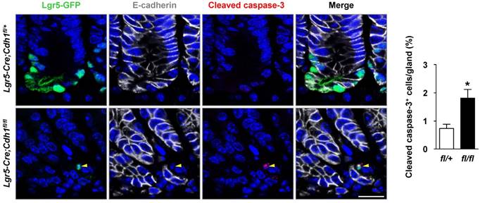 Int J Biol Sci Image