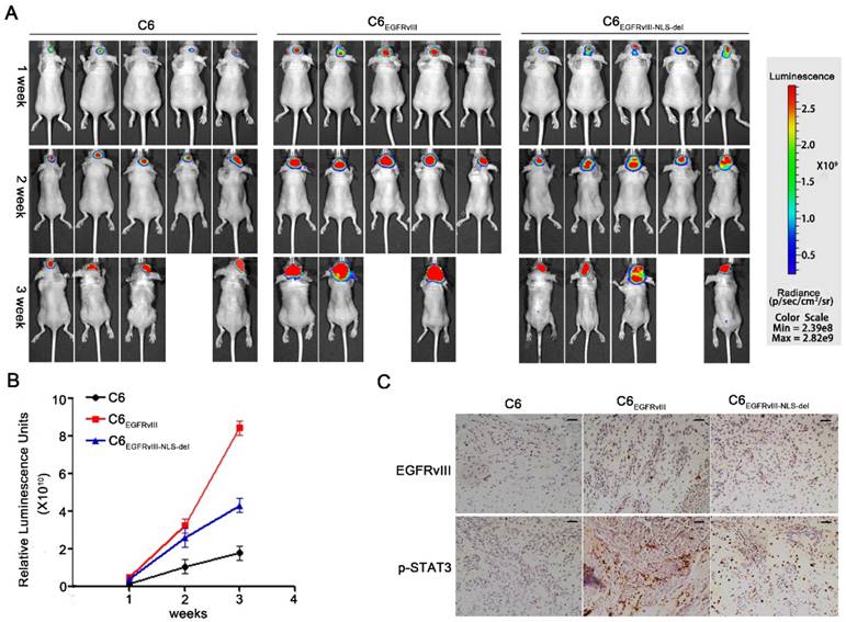 Int J Biol Sci Image