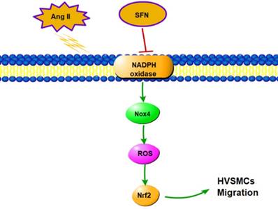 Int J Biol Sci Image
