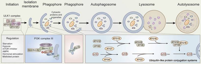 Int J Biol Sci Image