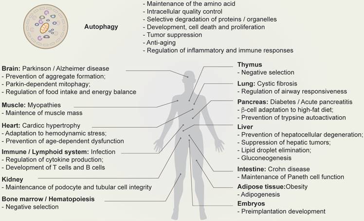 Int J Biol Sci Image