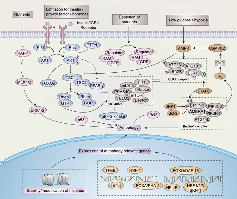 Int J Biol Sci Image