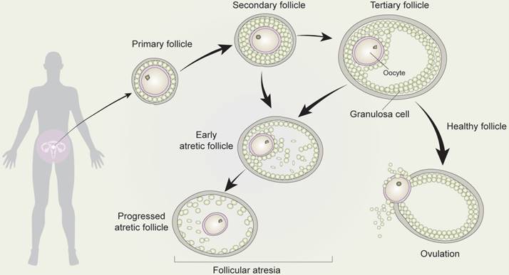 Int J Biol Sci Image