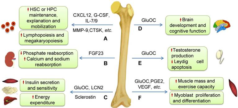 Int J Biol Sci Image