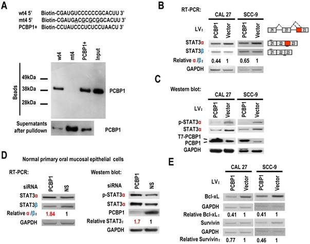 Int J Biol Sci Image
