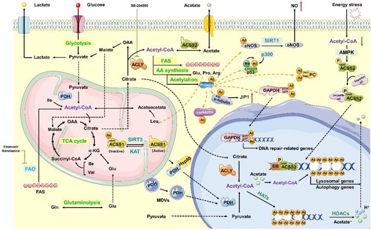 Int J Biol Sci Image