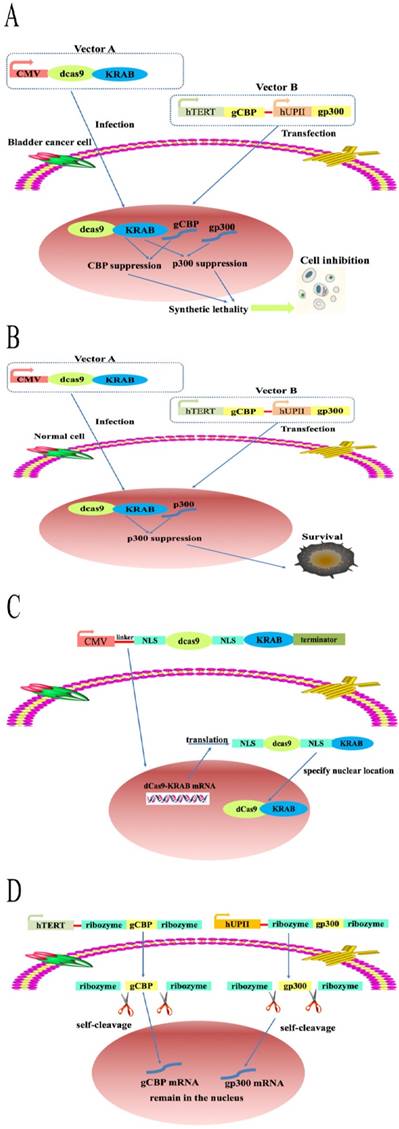 Int J Biol Sci Image