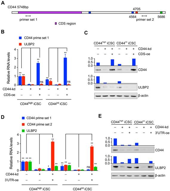 Int J Biol Sci Image