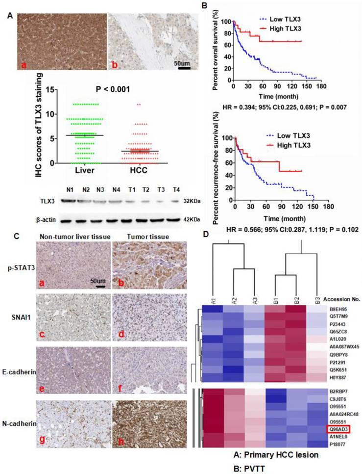 Int J Biol Sci Image