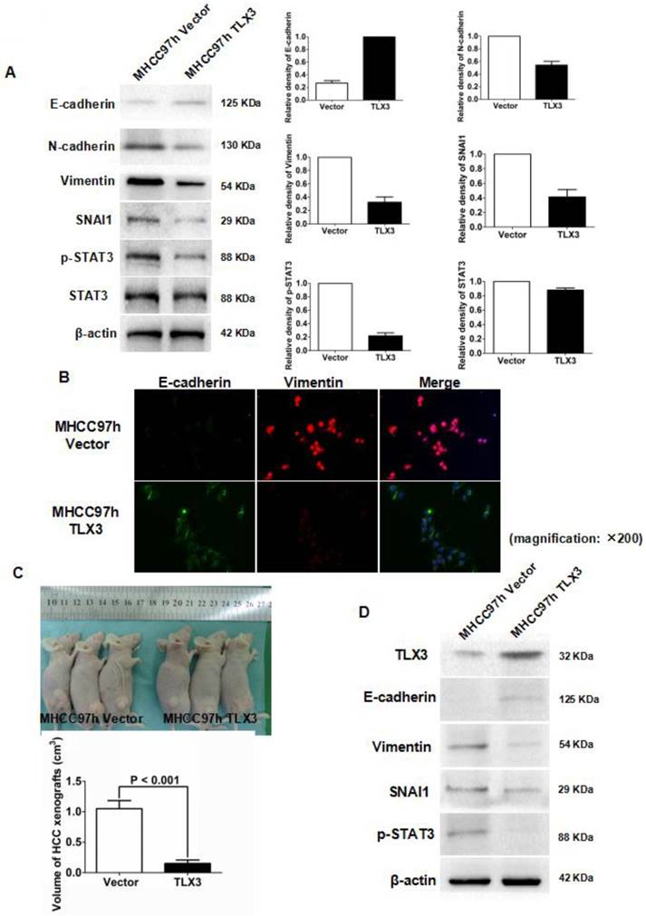 Int J Biol Sci Image