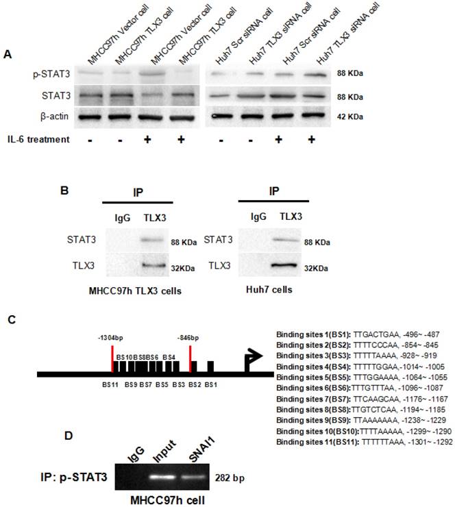 Int J Biol Sci Image