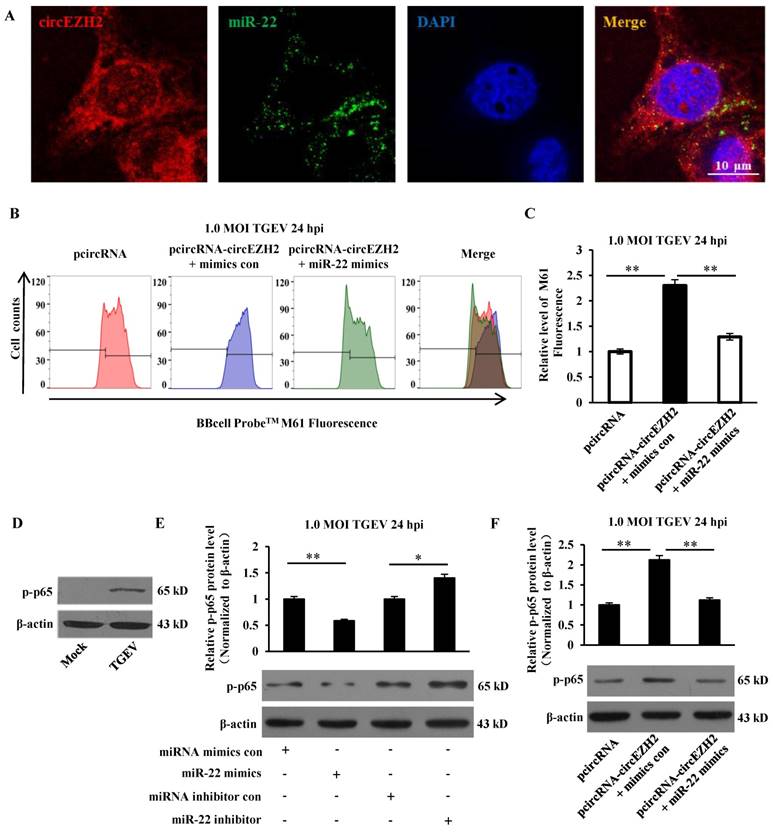 Int J Biol Sci Image