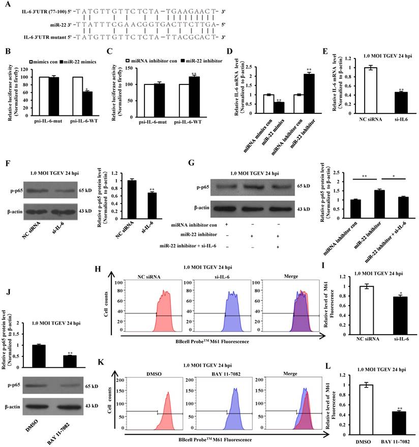 Int J Biol Sci Image