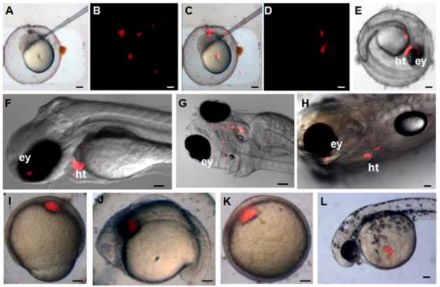Int J Biol Sci Image
