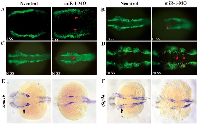Int J Biol Sci Image