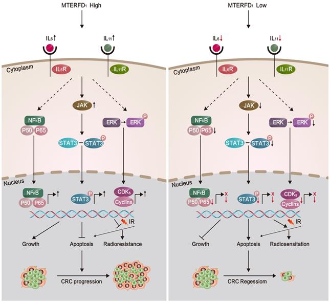 Int J Biol Sci Image