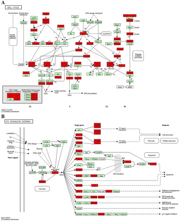 Int J Biol Sci Image