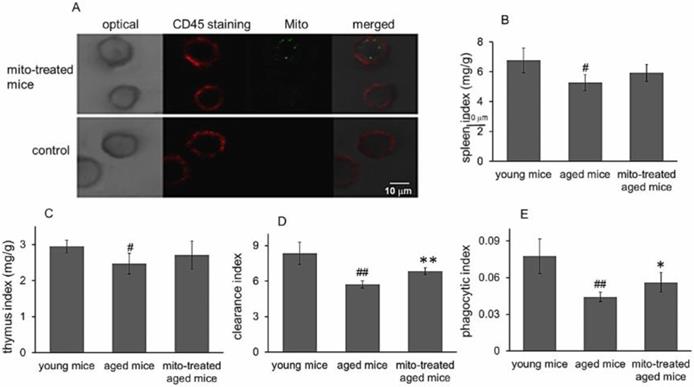 Int J Biol Sci Image