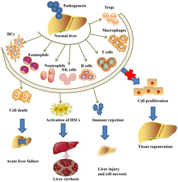 Schematic representation of cell regeneration in the liver after