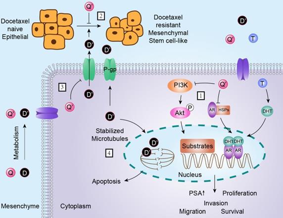 Int J Biol Sci Image