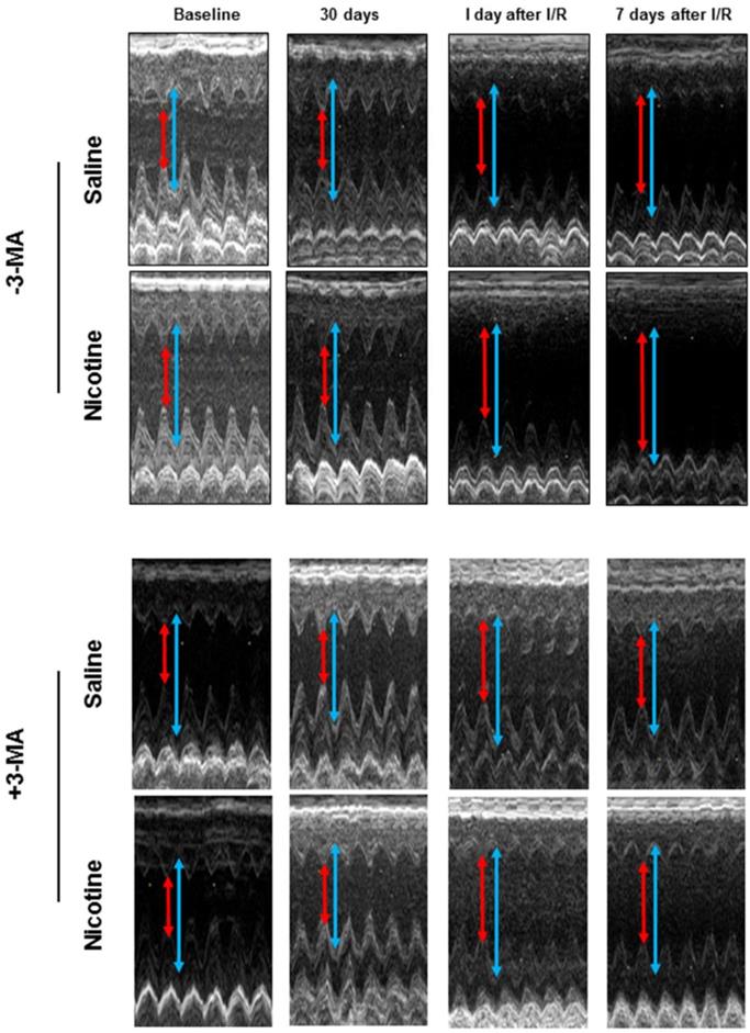 Int J Biol Sci Image