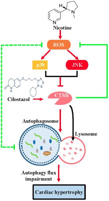 Int J Biol Sci Image