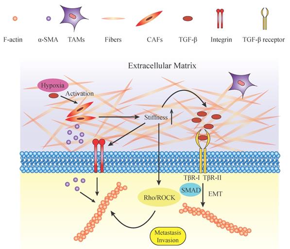Int J Biol Sci Image