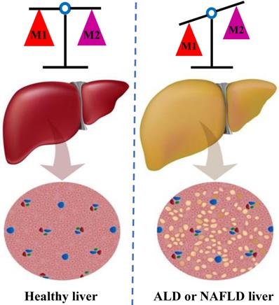 Int J Biol Sci Image