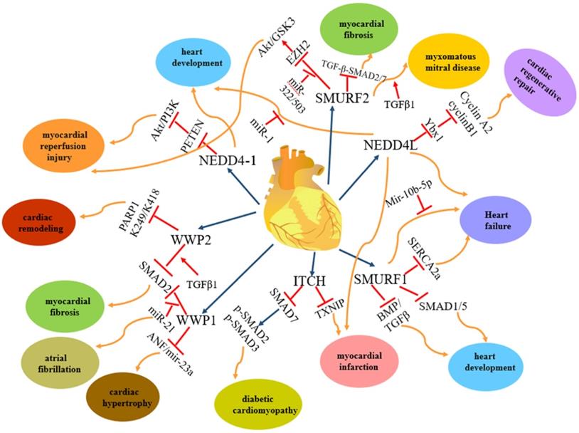 Int J Biol Sci Image