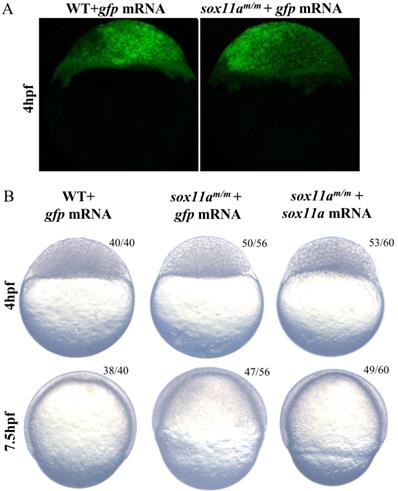 Int J Biol Sci Image