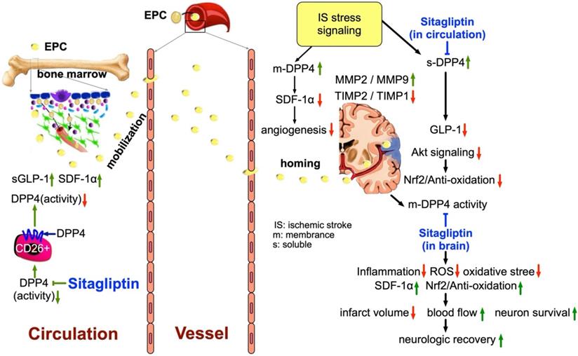 Int J Biol Sci Image