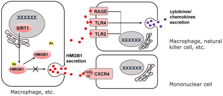 Int J Biol Sci Image