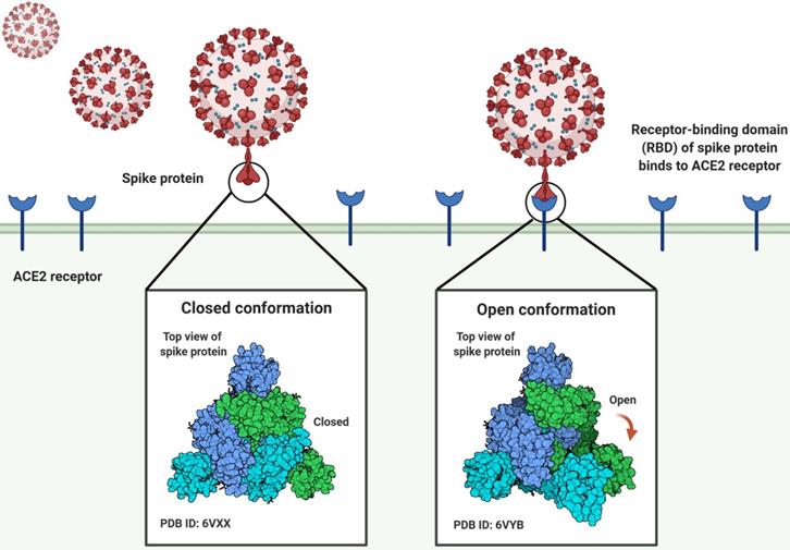 SARS-CoV-2 variants evolved during the early stage of the pandemic and ...