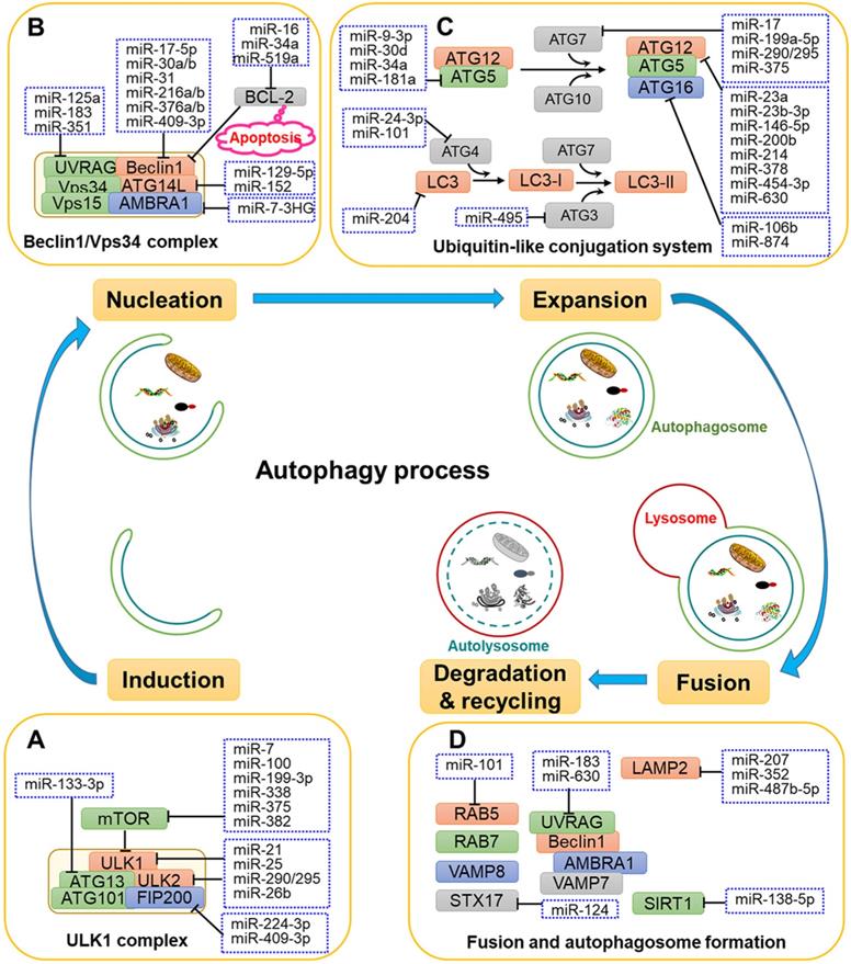 Int J Biol Sci Image