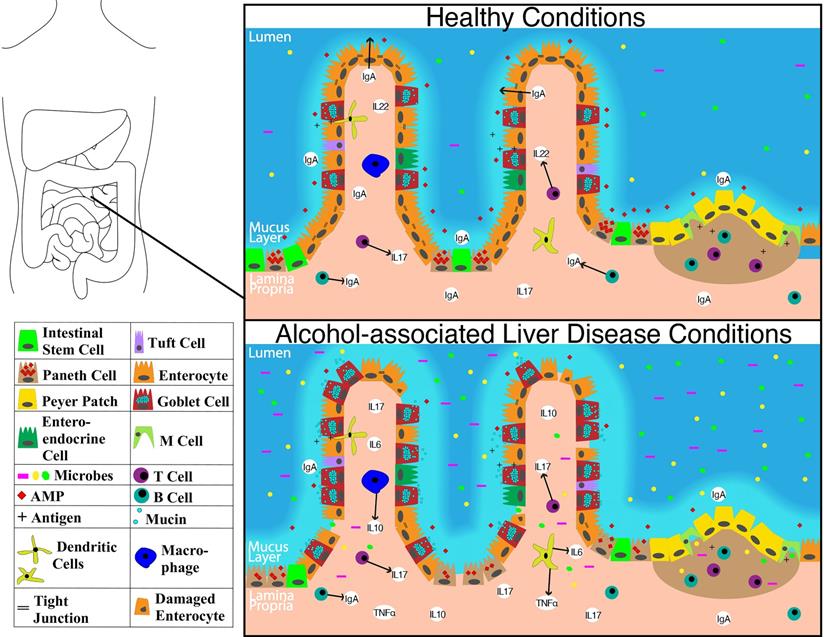 Int J Biol Sci Image