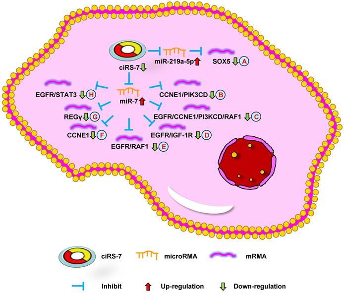 Int J Biol Sci Image