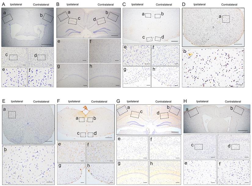 Int J Biol Sci Image