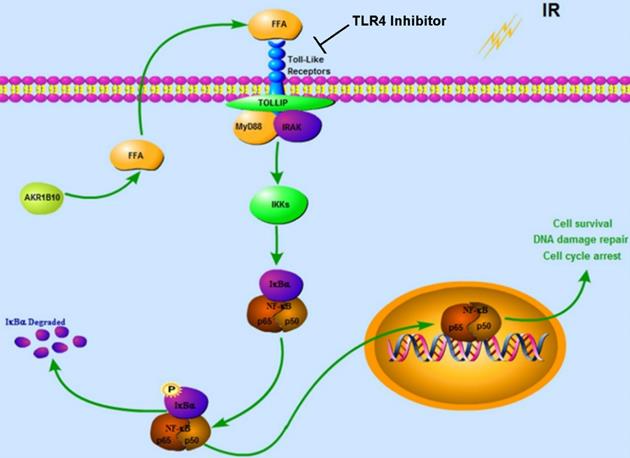 Int J Biol Sci Image