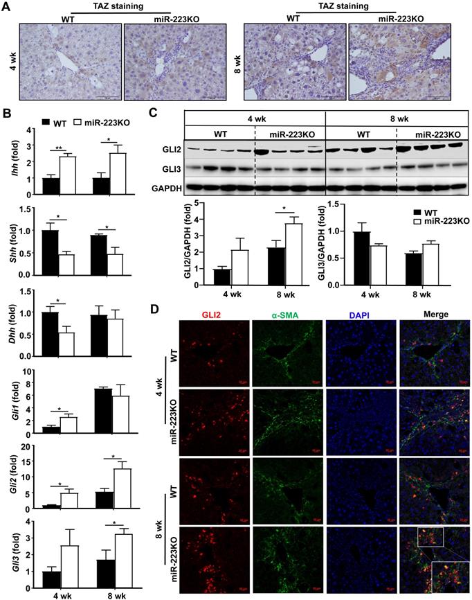 Int J Biol Sci Image