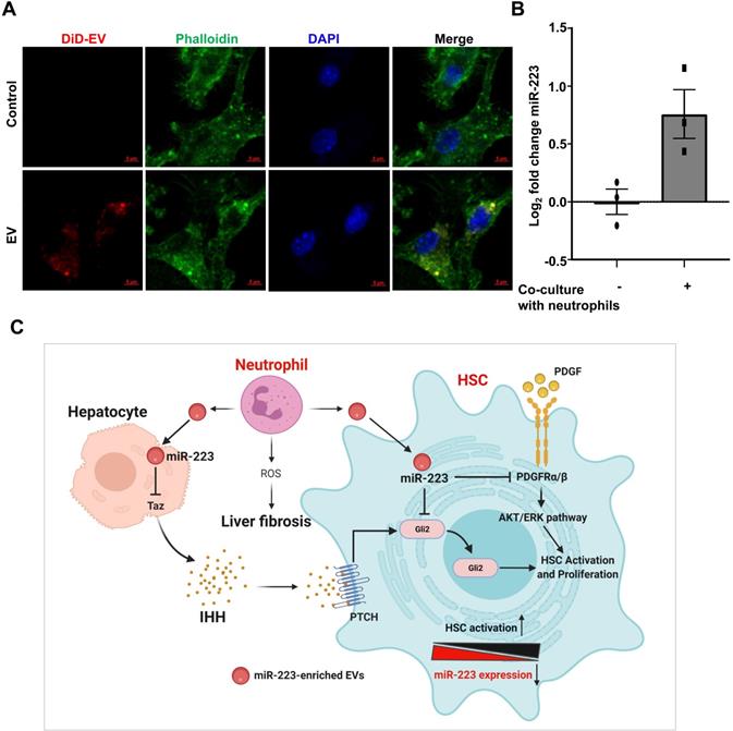 Int J Biol Sci Image