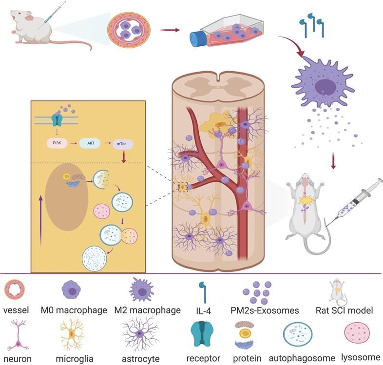Int J Biol Sci Image