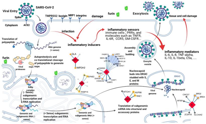 Int J Biol Sci Image