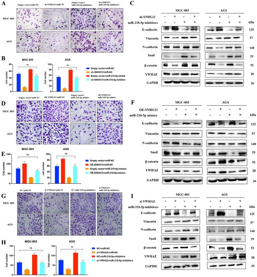 Int J Biol Sci Image