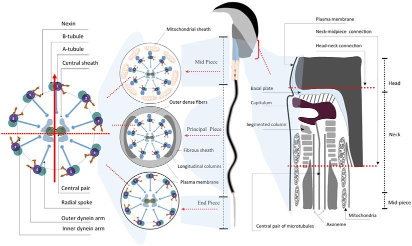 Int J Biol Sci Image