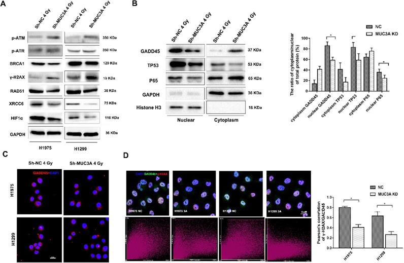 Int J Biol Sci Image